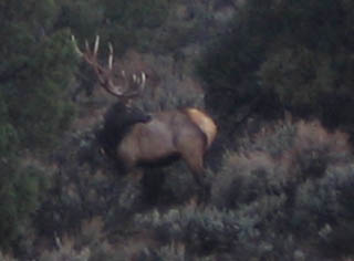 Wild bull elk, picture taken near ranch
