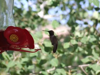 Hummingbird visiting the ranch, picture taken by guests from England.