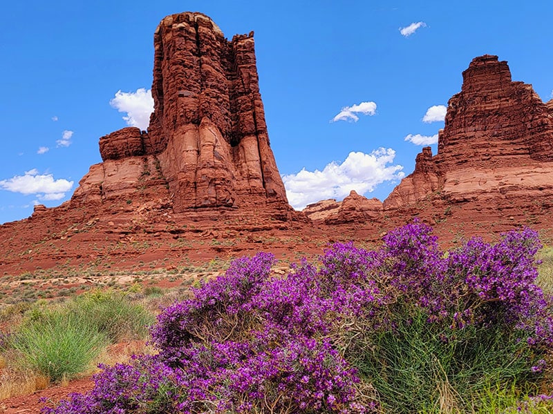 Large rock formations with purple wildflowers