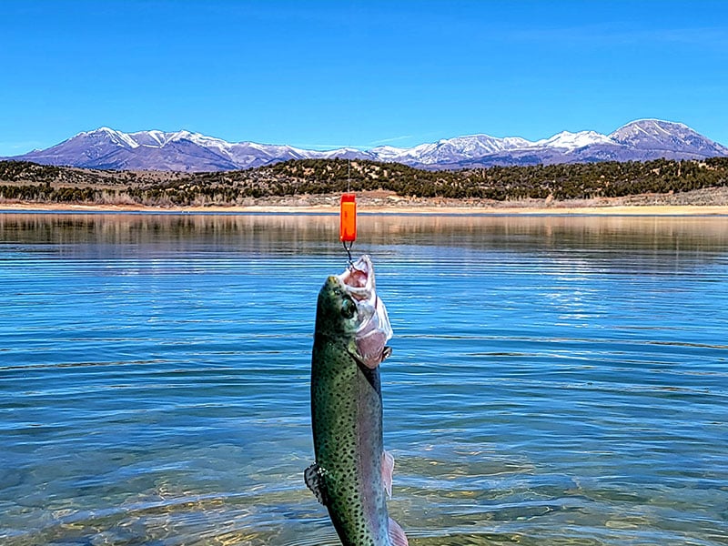 a trout dangling from fishing line from Abajo Lake