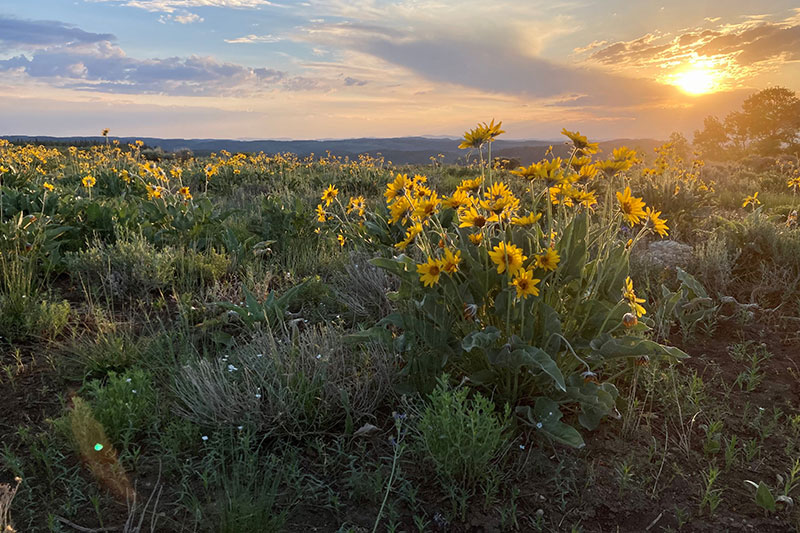 Wild flowers in Manti-La National Forest