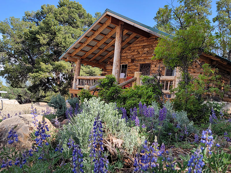 A cabin with flowering lupin